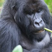  Bushokoro, Silverback Gorilla 3 (Congo)